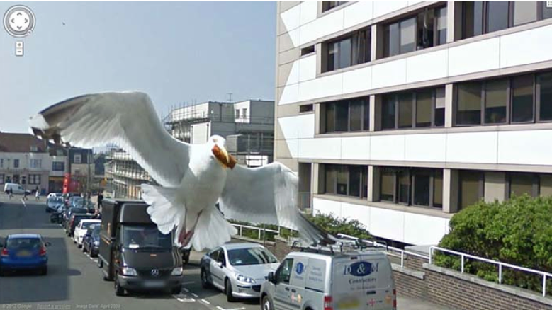 seagull