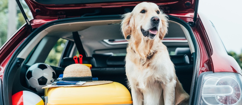 Dog-in-car-stopped