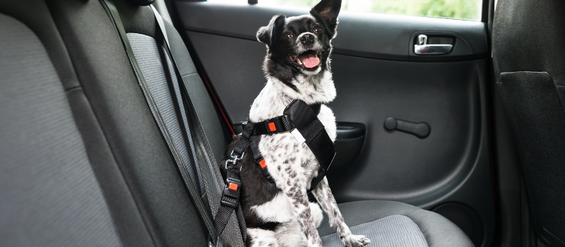 Dog-in-car