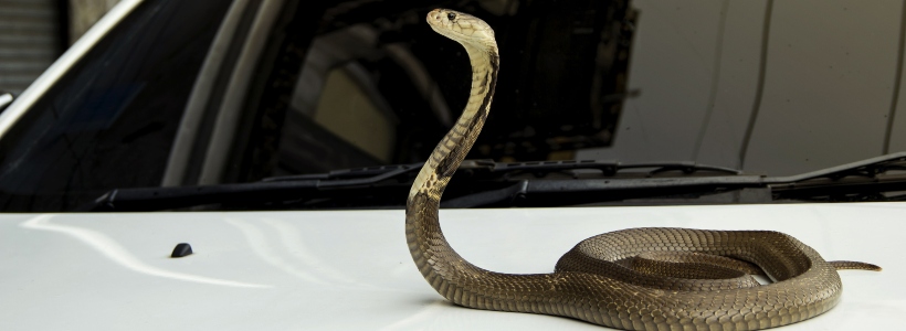 Snake-on-a-car