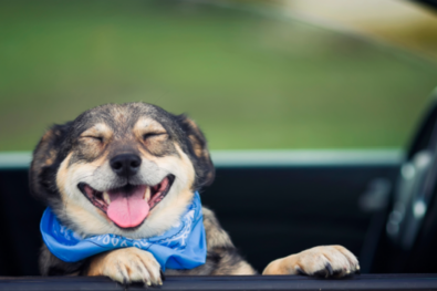 Dog in car window