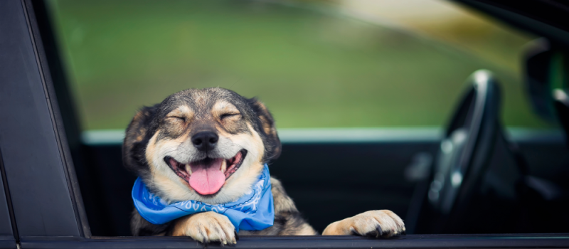 Dog in car window